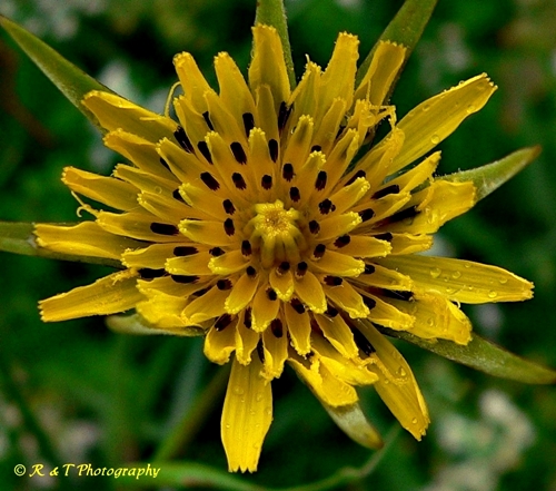 {Tragopogon dubius}